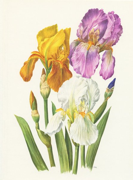Blue Flower Watercolor Ирис