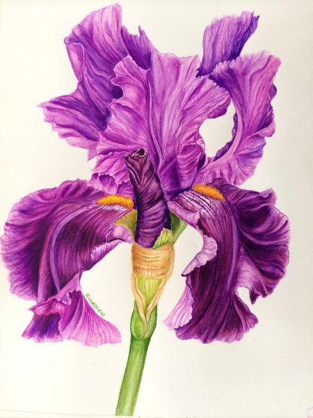 Художник Sally Robertson