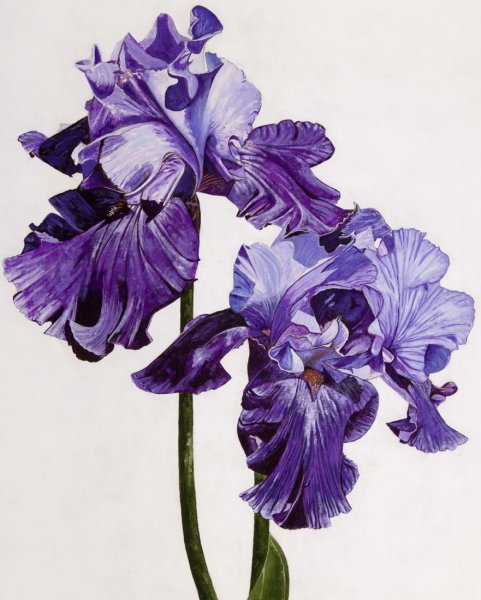 Ирисы художница Marianne Broome