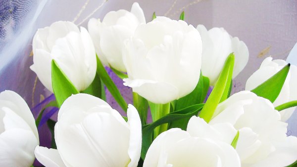 Тюльпан Вайт Валей