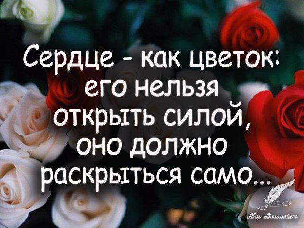 Росток пробивается сквозь асфальт