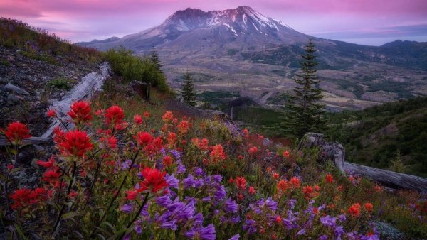 Сент-Хеленс природа