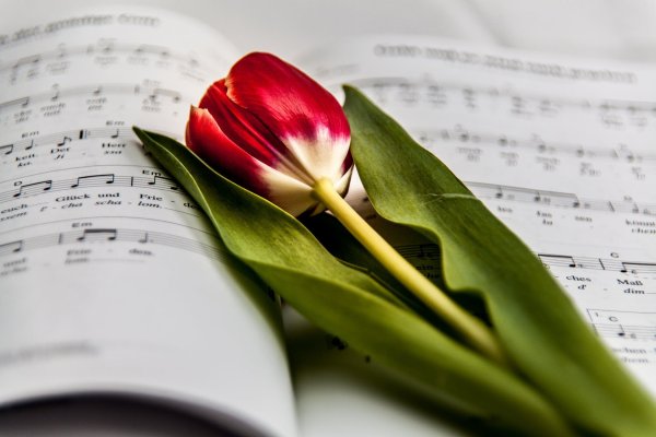 Букет цветов и Ноты