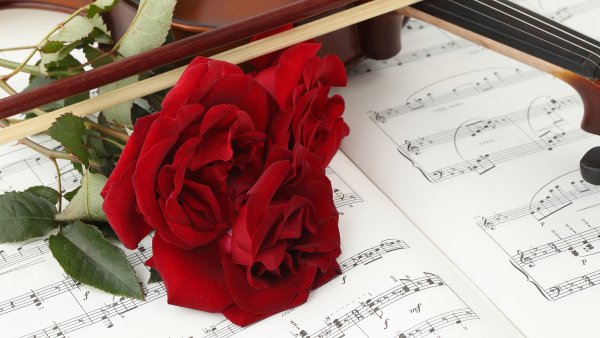 Цветы для певицы