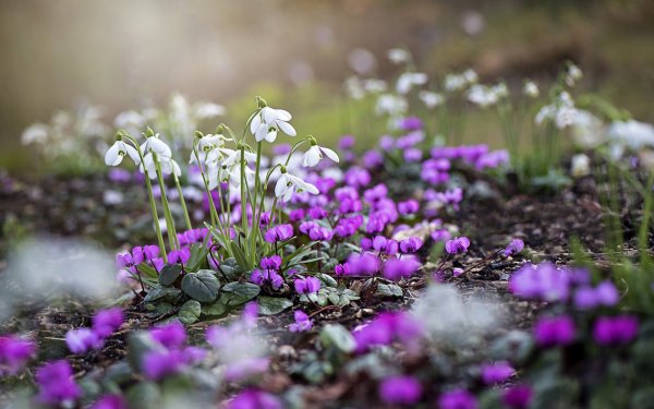 Дряква подснежники первоцветы
