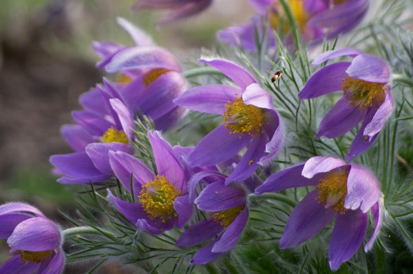 Прострел (Подснежник, сон-трава, Pulsatilla)