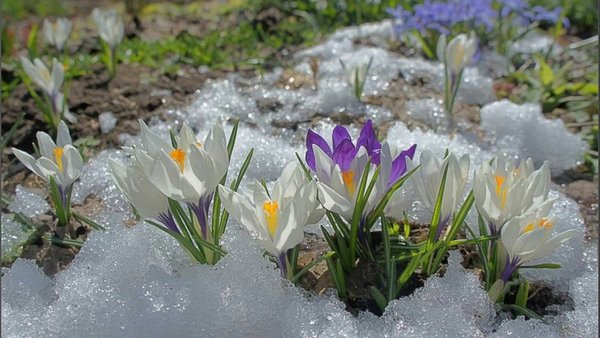 Весенний букет подснежников