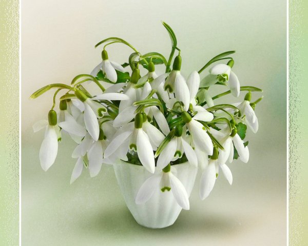 Нежные весенние подснежники