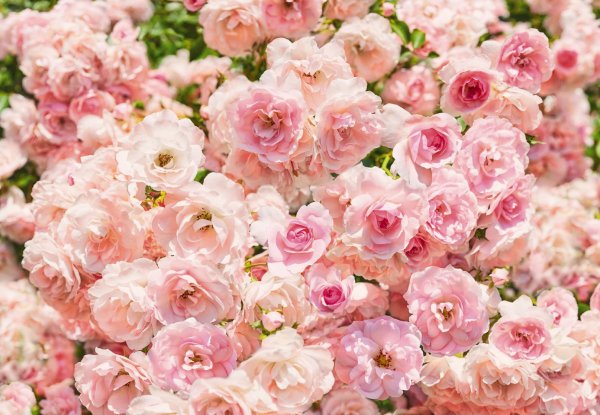 Гортензия Tiffany Pink