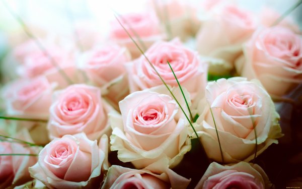 Пионовидная роза Peony Pink