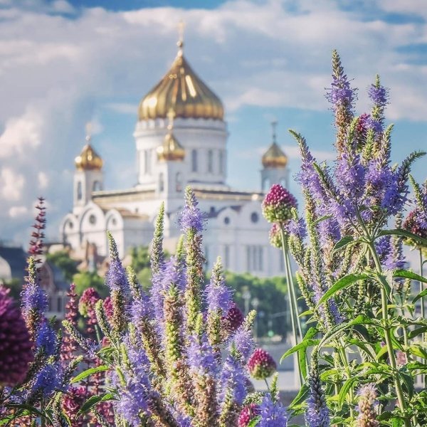 Царское село сирень