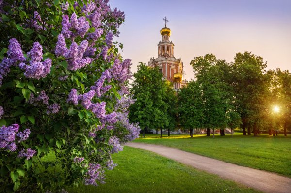 Владимирский собор сирень Рахина