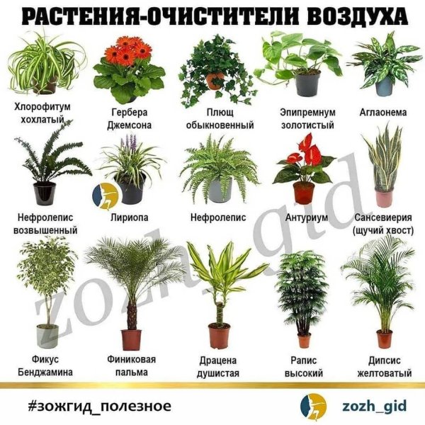 Комнатные растения приносящие в дом