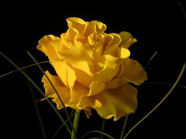 Лилия Yellow Strike