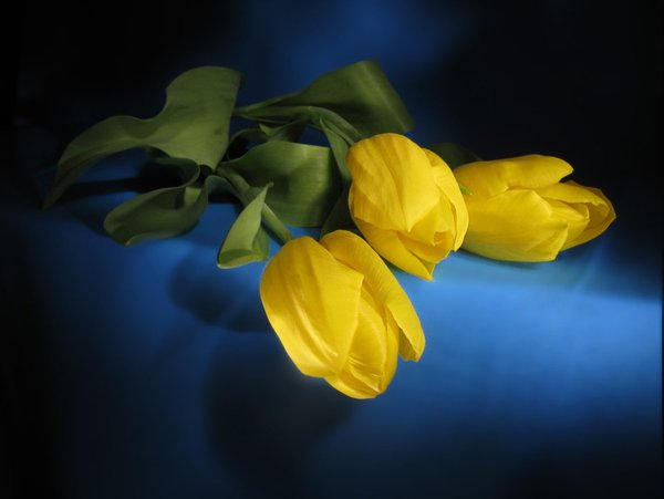 Желтая роза на черном фоне