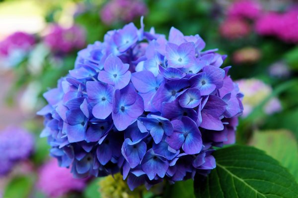 Гортензия Blauer Zwerg
