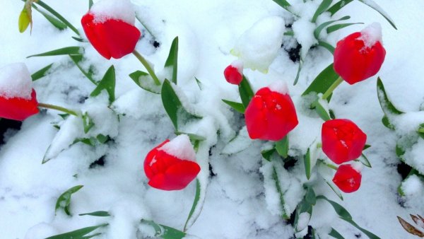 Цветы под снегом на фоне гор