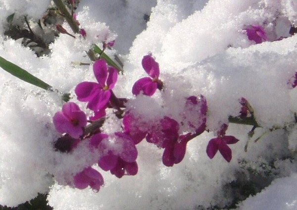 Лиловые цветы в снегу