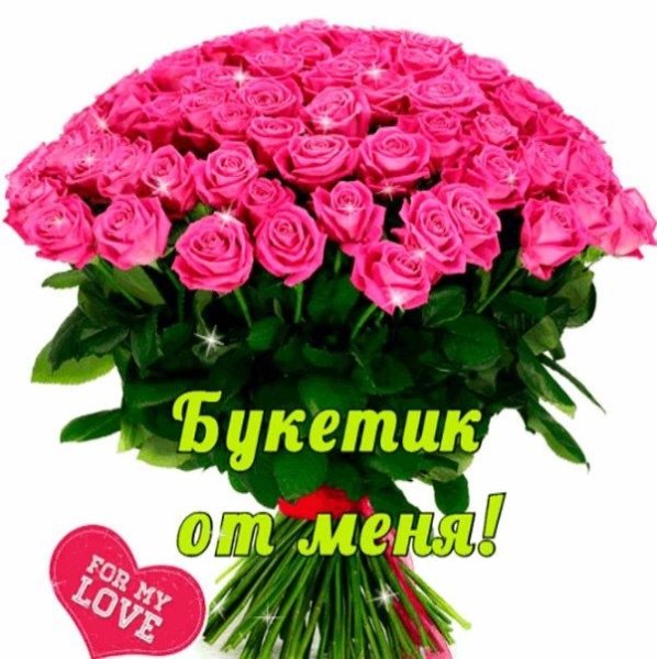 Красивые розовые розы