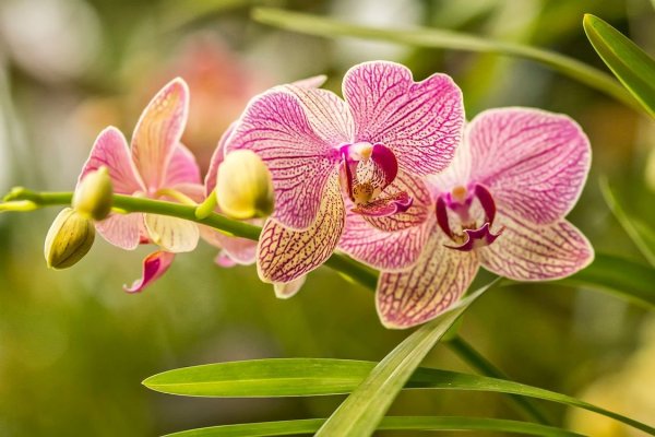 Фаленопсис Tropical Flora
