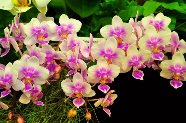 Phal. Liu's Beauty Taiwan