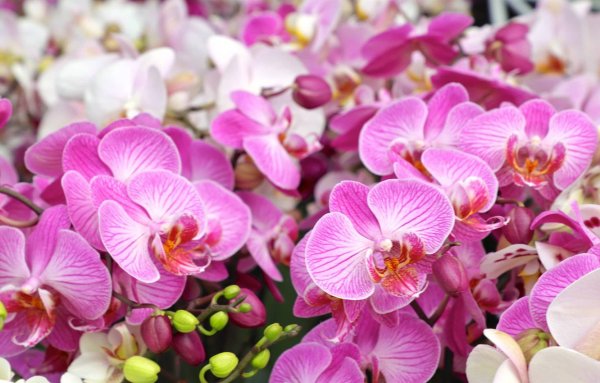 Stolk Flora орхидеи