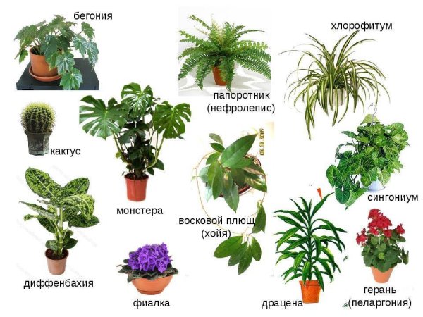 Комнатные растения названия