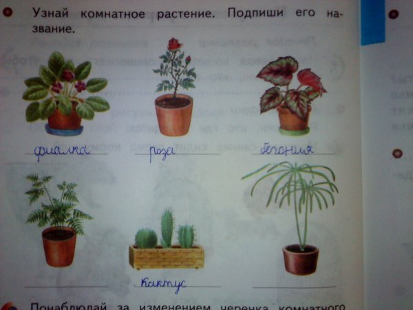 Комнатные растения названия
