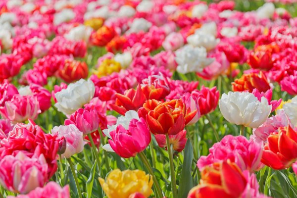 Фловерс Flowers цветы тюльпаны