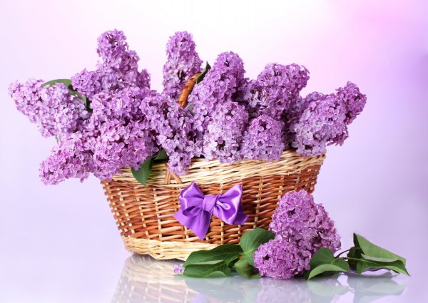 Цветы сирени