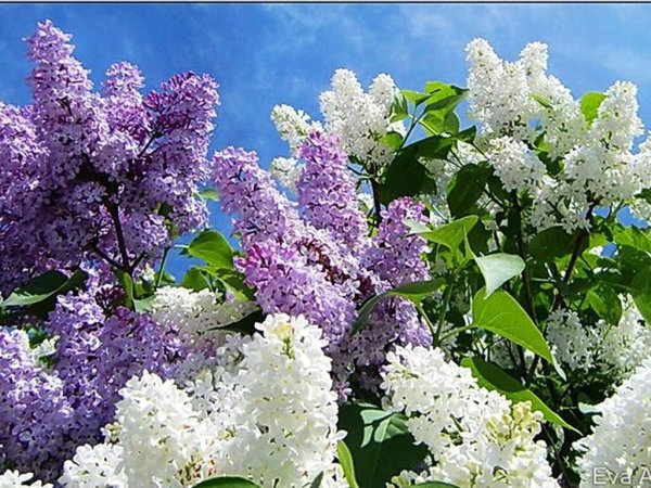 Цветет черемуха сирень