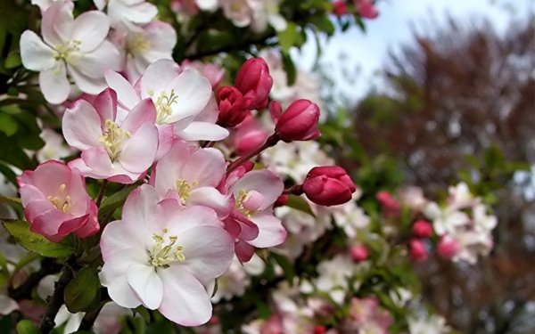 Яблоневый цвет Malus