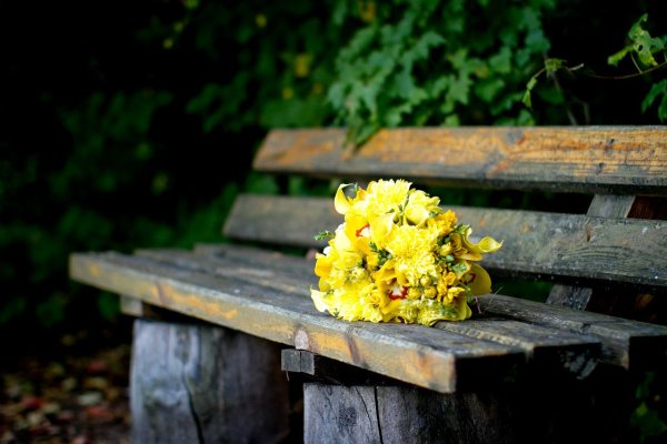 Цветок лежит на скамейке