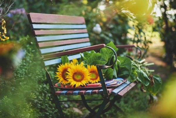 Цветы на скамейке