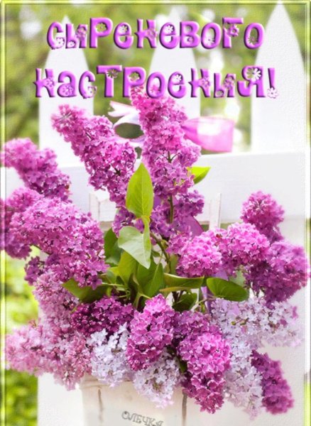Поздравительная открытка с сиренью