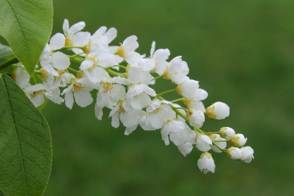 Сирень и Луна