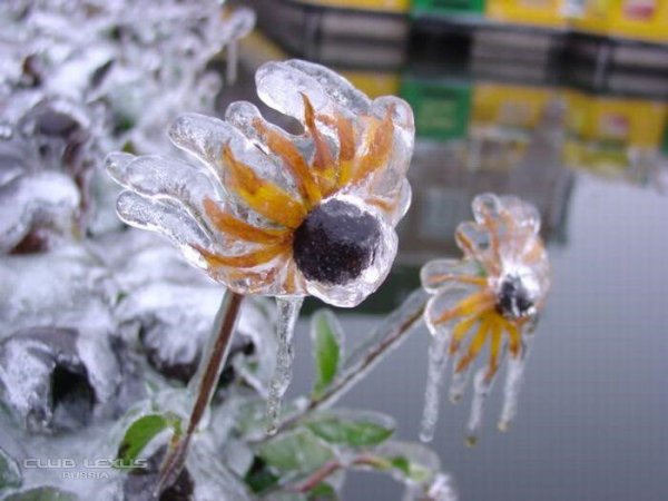 Цветы застывшие во льду
