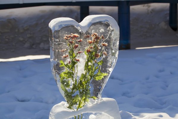 Цветы застывшие во льду