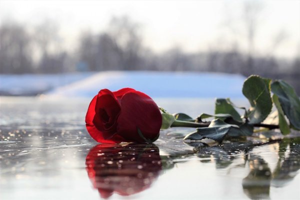 Роза во льду