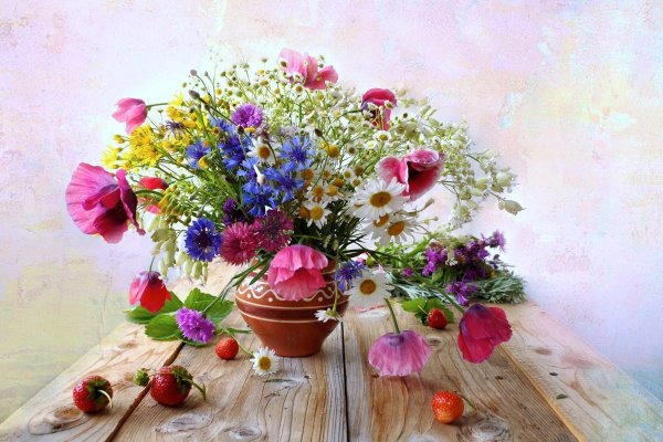 Цветы фрезия Полевая