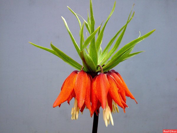 Лилия Царская корона