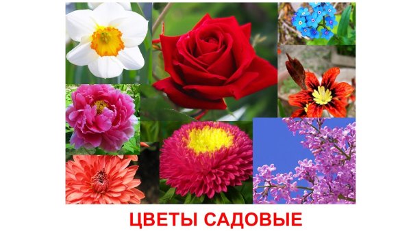 Садовые цветы для детей