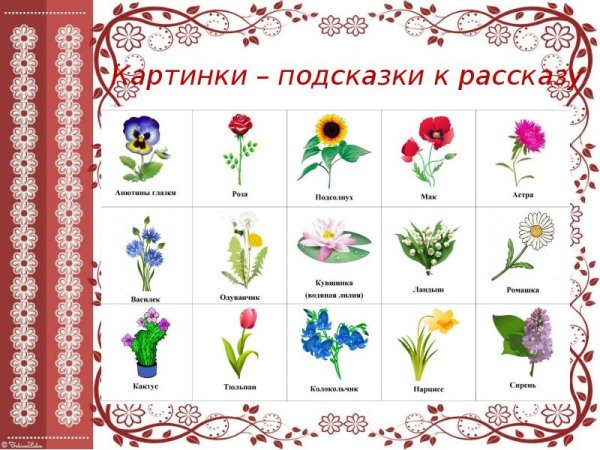 Летние цветы список для детей