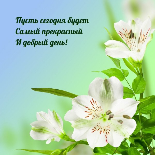 Открытки с пожеланиями хорошего удачного дня
