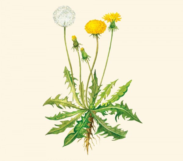 Одуванчик лекарственный- Taraxacum officinale web.