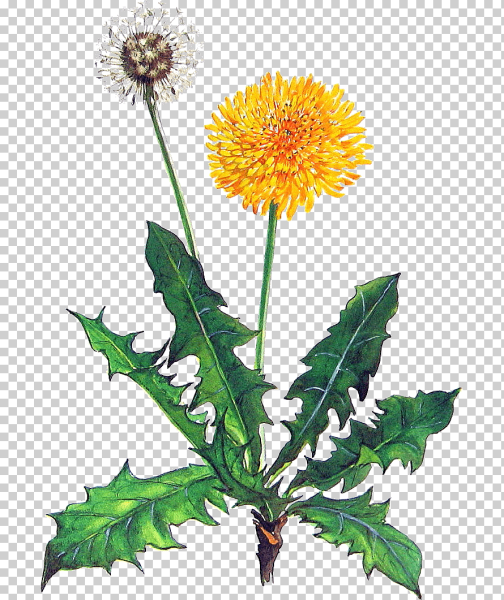 Taraxacum officinale Ботанический рисунок