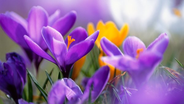 Цветы природа Весна крокусы