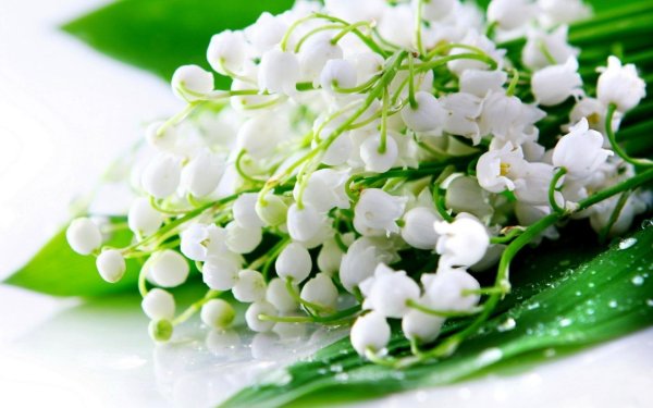 Первоцветы (подснежники, крокусы, гиацинты).