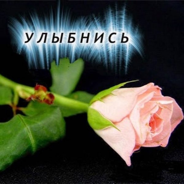 Открытка в цветы извинения