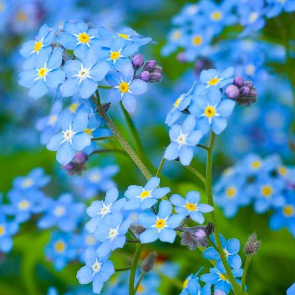 Незабудка Полевая (Myosotis arvensis)